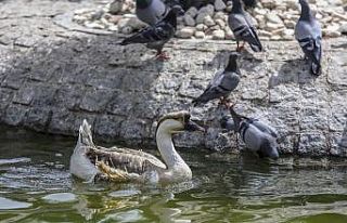 Ankara’da sıcaklık 30 derecenin üstünde