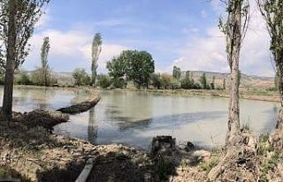 Ankara’da tek Nallıhan’da yapılan çeltik ekimi...