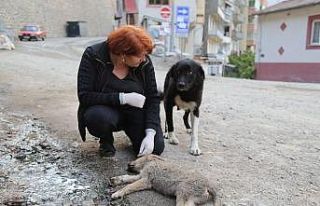 Anne köpek ölen yavrusunun başından saatlerce...