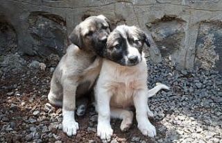 Anneleri telef edilen köpeklere kaymakam sahip çıktı