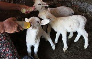 Annesini, yılanın öldürdüğü kuzulara bebek...