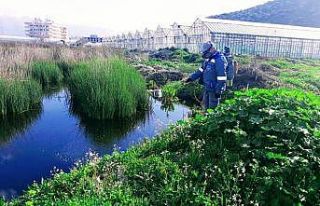 Antalya’da personel ordusu sinek ve haşereyle mücadele...