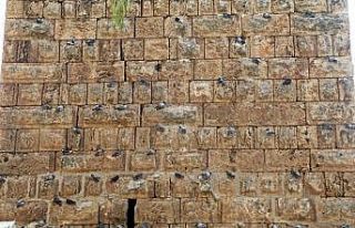 Antalya’da tarihi surlara kuşlar yuva yaptı