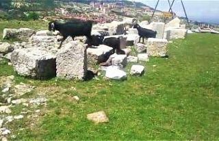 Antik kentte koyunlar otluyor