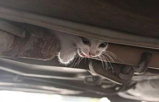 Aracın altına sıkışan kediyi itfaiye kurtardı