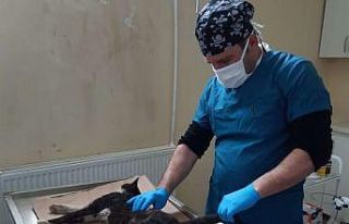 Aracın çarptığı kedi tedavi altına alındı