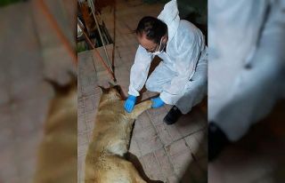 Aracın çarptığı köpek tedavi altına alındı