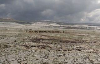 Ardahan’da dolu ekili alanlara zarar verdi