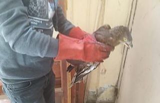 Arı Şahini ve Erguvani balıkçıl Kars’ta tedavi...