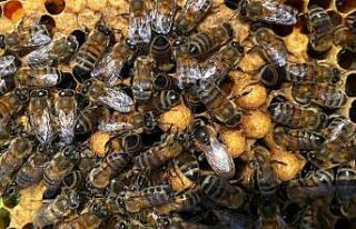 Arıcılara ’aşırı sıcak’ uyarısı