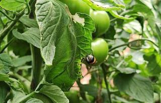 Arılı dölleme ile domates yetiştiriciliğinde...