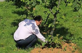 Arslantürk:"Ürettiğimiz fındık ihracata...