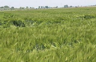 Aşırı sıcaklar hububat üretimini olumsuz etkileyecek