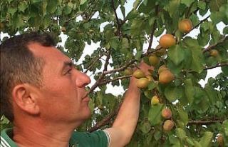 Aşırı sıcaklar kayısıları 10 gün önce olgunlaştırdı