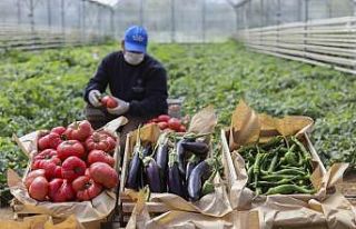 Ata tohumlarından üretilen 3 milyon fide vatandaşlarla...
