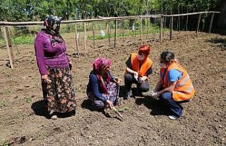 Atakum’dan 600 üreticiye 21 bin fide desteği