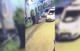 Ayılar Artvin’i mesken tuttu