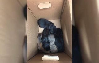 Aynı yerde aynı vahşet