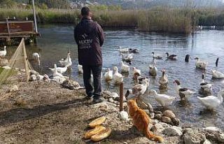 Azmağın sembolü Kazlar için seferber oldular