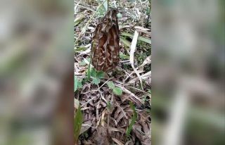 Bağışıklık sistemi güçlendiren bu mantar etten...