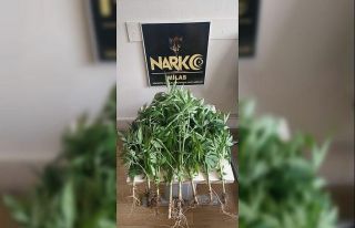 Bahçeden kenevir, evden esrar çıktı