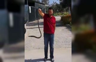 Bahçesine giren yılanı eliyle yakaladı