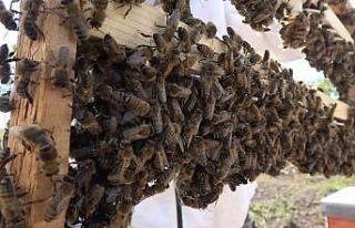 Bal üreticisinin yeni gelir kapısı ‘Kraliçe...
