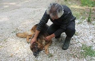 Balık çiftliğini koruyan köpeği yaraladılar,...