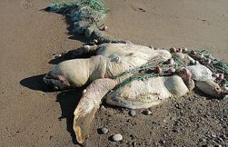 Balıkçı ağına takılıp ölen caretta caretta...