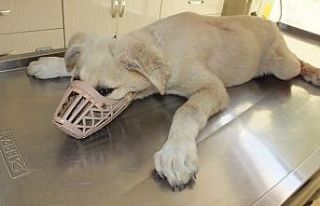 Balıkesir’de aracın çarptığı yavru köpeğe...