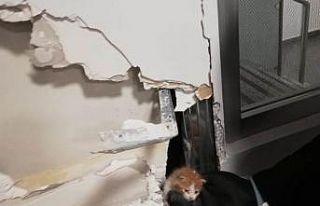 Banka duvarının içine sıkışan yavru kedi kurtarıldı