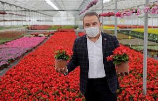 Başkan Böcek çiçek üreticisinin yanında