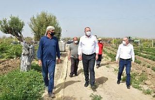 Başkan Gümrükçü, Çiftçiler Günü’nü tarlada...