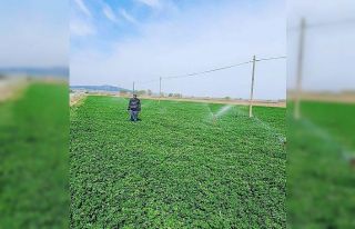 Başkan Hikmet Koyak: "Yonca üretiminde yüksek...