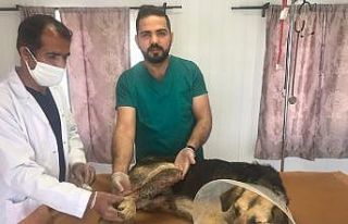 Batman’da aracın çarpmasıyla ayağı kırılan...