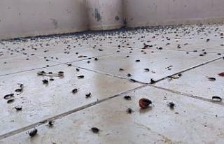 Batman’da bir evi böcekler istila etti