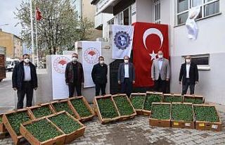Bayburt’ta çiftçilere 80 bin fide dağıtılacak
