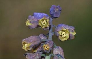 Bayburt’ta yeni endemik bir bitki türü bulundu