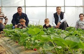 Bayramiç’te örtü altı çilek hasadı başladı