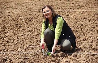 Belediye korona virüs tedbiri kapsamında arazilerinde...