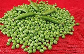 Bezelye üreticisi bu yıl korona virüsünden dolayı...