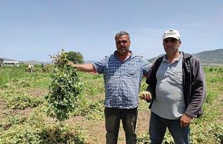 Bezelyede yüksek rekolte sevinci