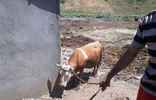 Bingöl’de çamura saplanan inek kurtarıldı