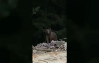 Bir haftadır evinin kapısına gelen ayıyı cep...