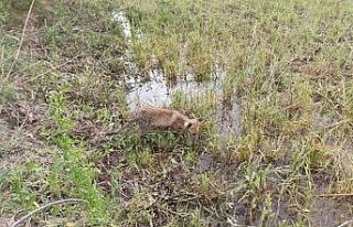 Bitkin halde bulunan tilki, bakımı yapılıp doğaya...