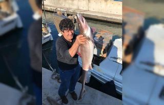 Bodrum’da ağlara köpek balıkları takıldı