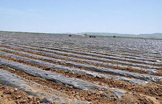 Bölgenin en büyük çilek bahçesi Gümüşhane’de...