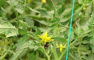 Bombus arılar kaliteli domates için kullanılacak