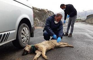 Boynuna inşaat teli dolanan köpek kurtarıldı