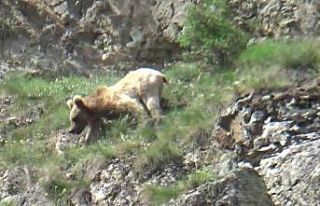 Boz ayı su içmek için Çoruh vadisine indi